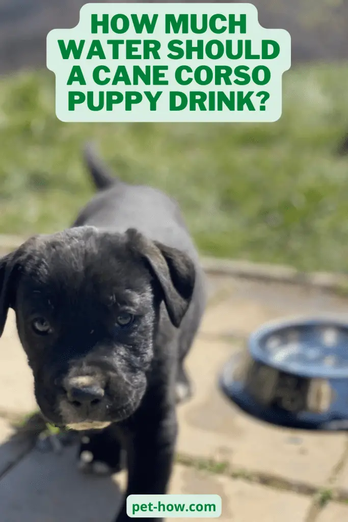How Much Water Should a Cane Corso Puppy Drink? (Answered!)