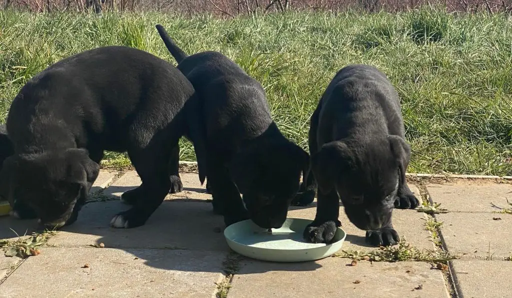How Much Water Should a Cane Corso Puppy Drink