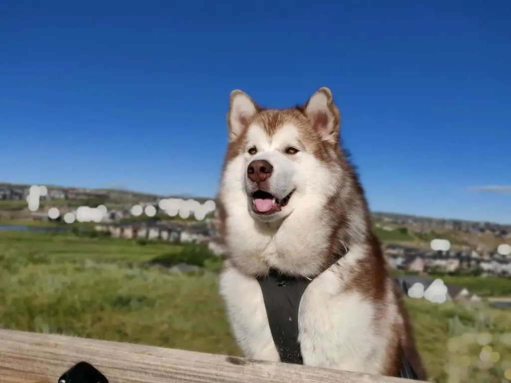 Is The Alaskan Malamute A Loyal Dog
