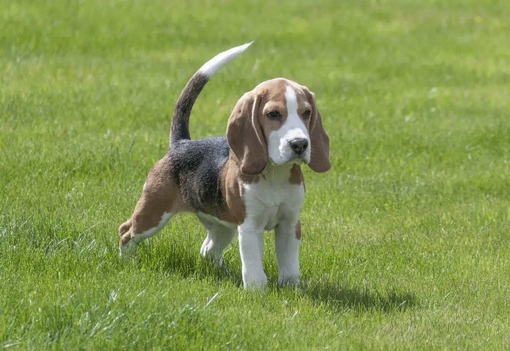 Is a Beagle a Good Family Dog