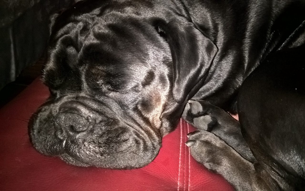 When Should a Cane Corso Be Neutered? (Explained!)