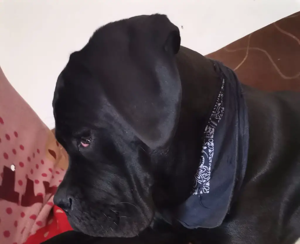 When Should a Cane Corso Be Neutered