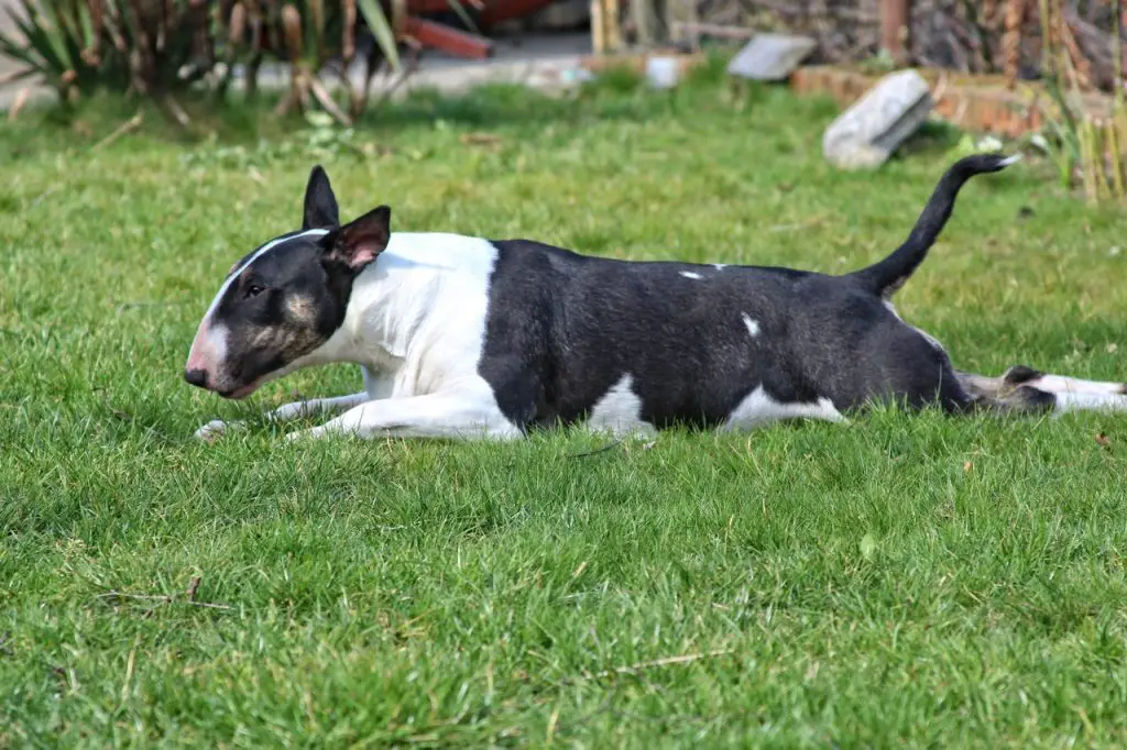 Why Do Bull Terriers Smell