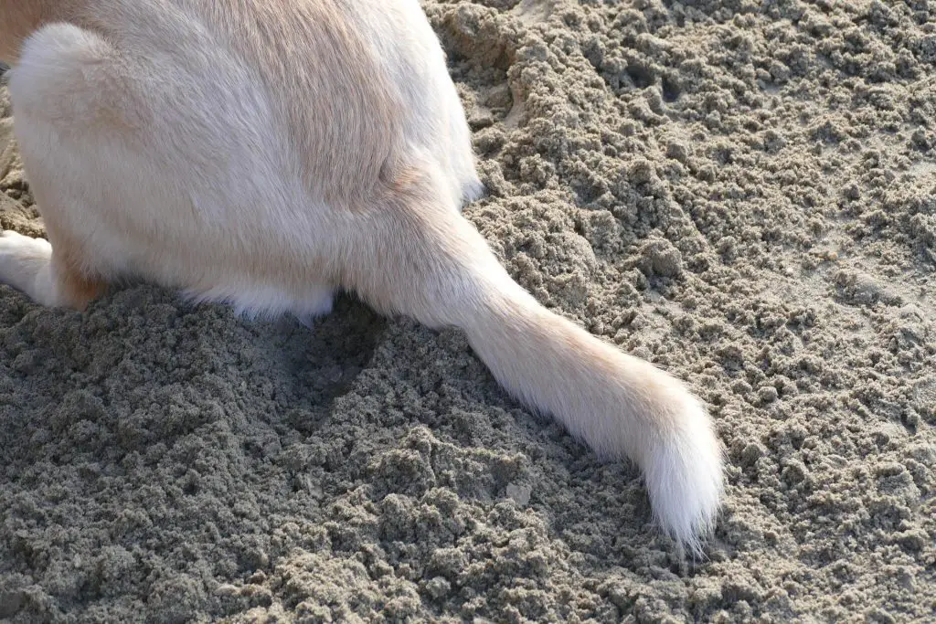 Dog Leaking After Glands Expressed