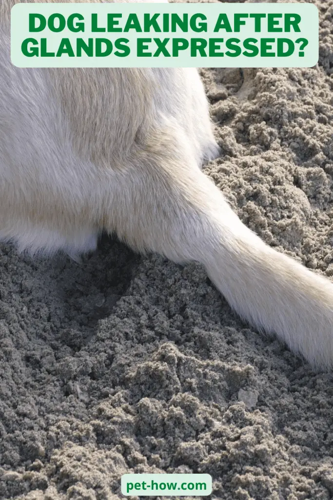 Dog Leaking After Glands Expressed? Here's What to Do