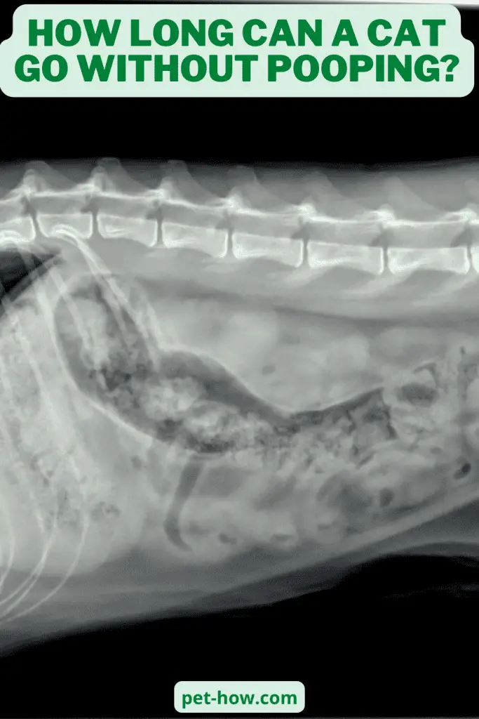 How Long Can a Cat Go Without Pooping? (Answered!)