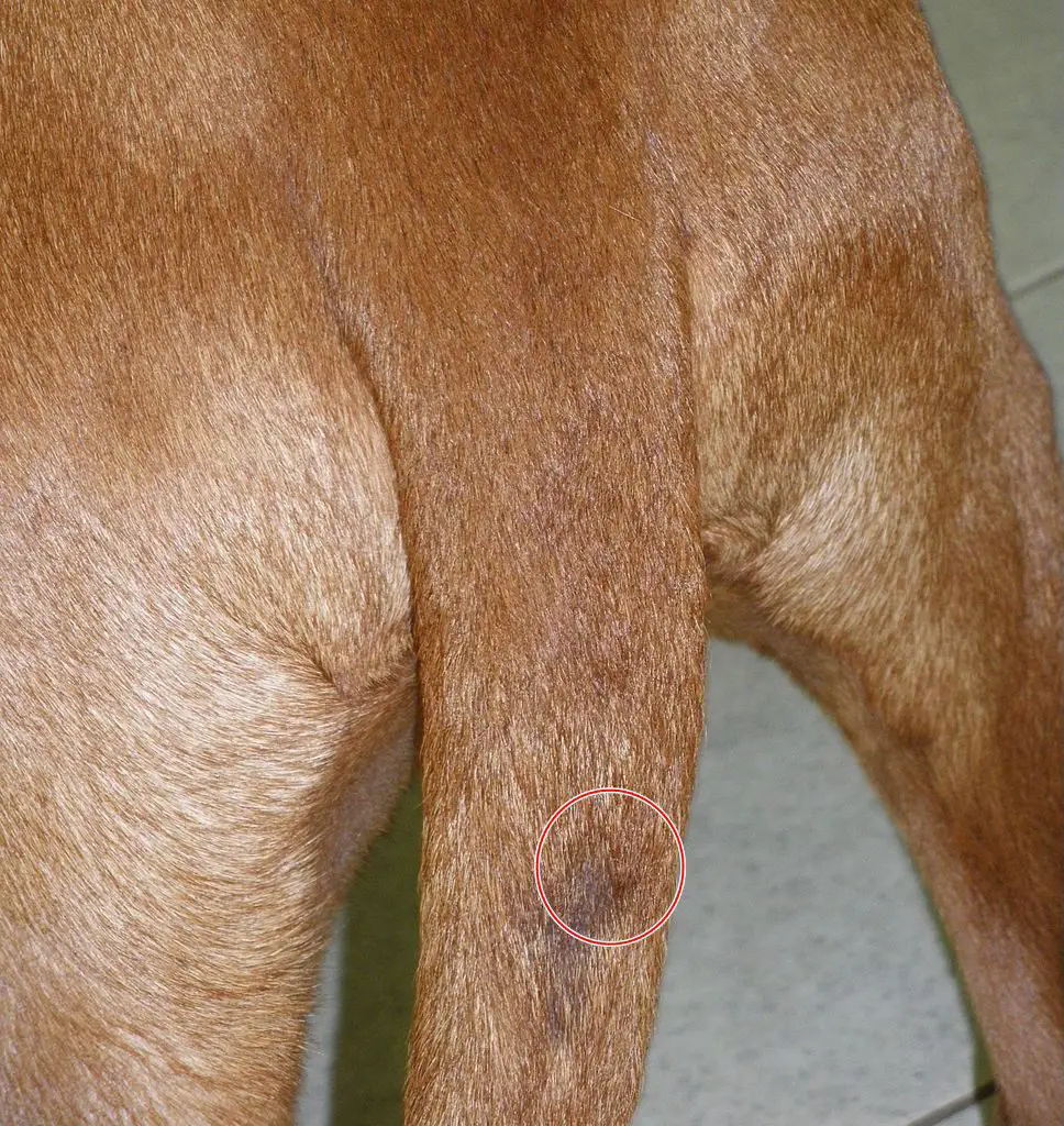 Swelling Under Dog's Tail