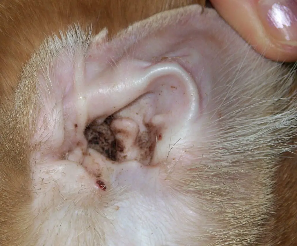 What Is The Black Gunk In My Cat's Ears - It's Not Mites