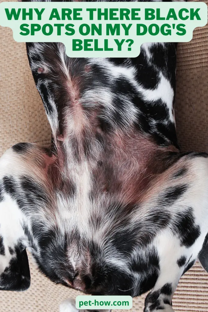 Why Are There Black Spots on My Dog's Belly? (Answered!)