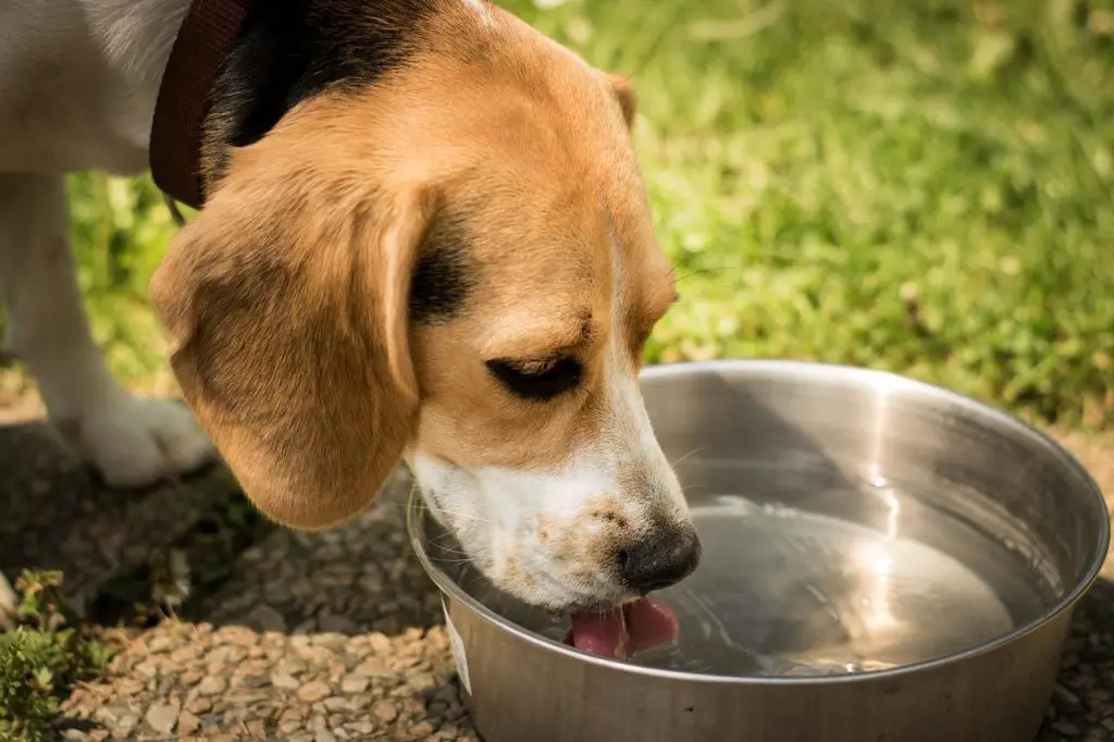 Will a Dog With a Bloat Continue To Drink Water
