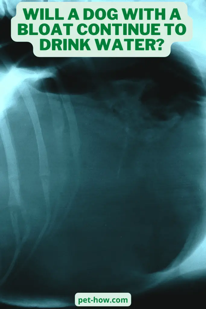 Will a Dog With a Bloat Continue To Drink Water? (Answered!)