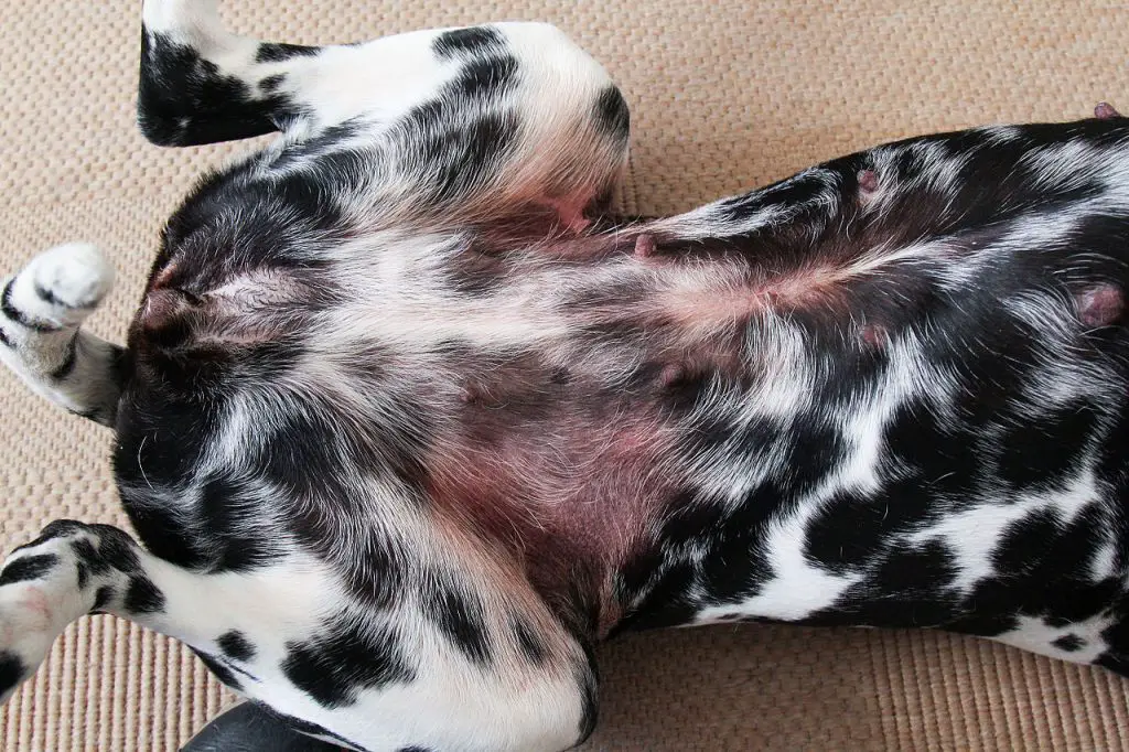 Why Are There Black Spots on My Dog's Belly