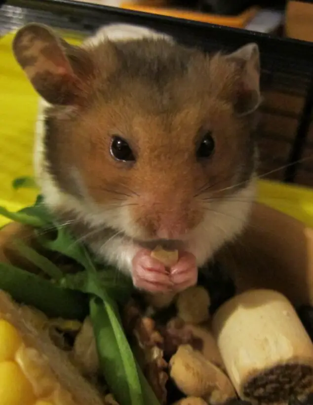 10 Best Dried Veggie Foods for Hamsters Healthy and Nutritious Options