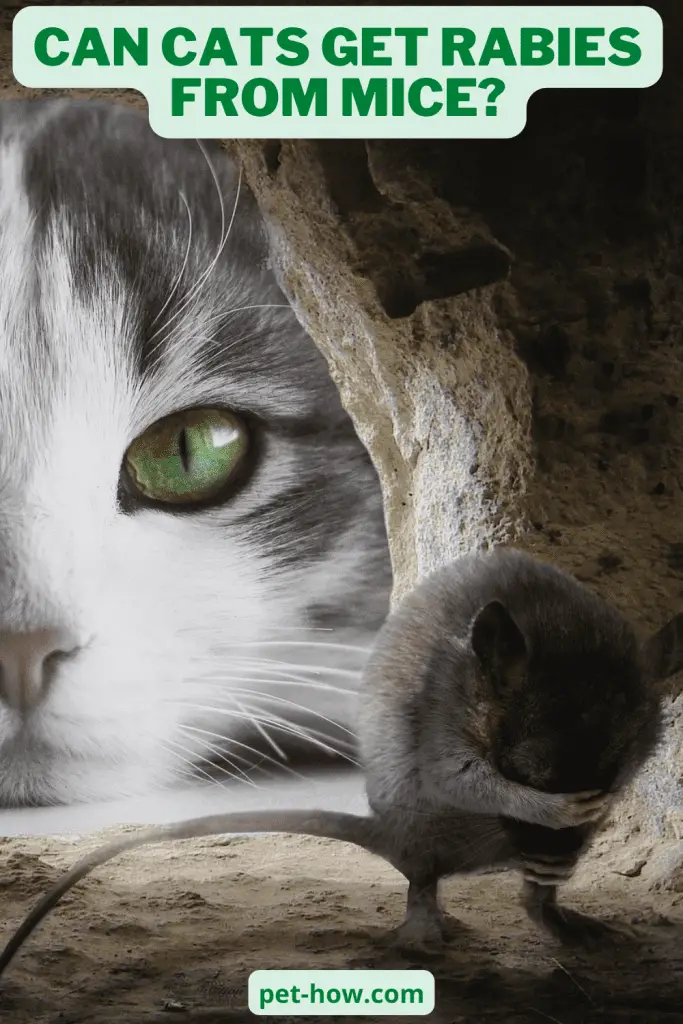 Can Cats Get Rabies From Mice? (Explained!)
