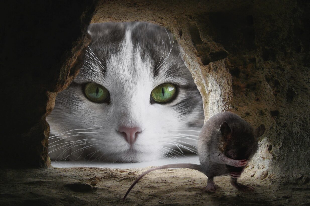 cat-games-mouse-hunt-videos-for-cats-mice-game-for-cats-youtube