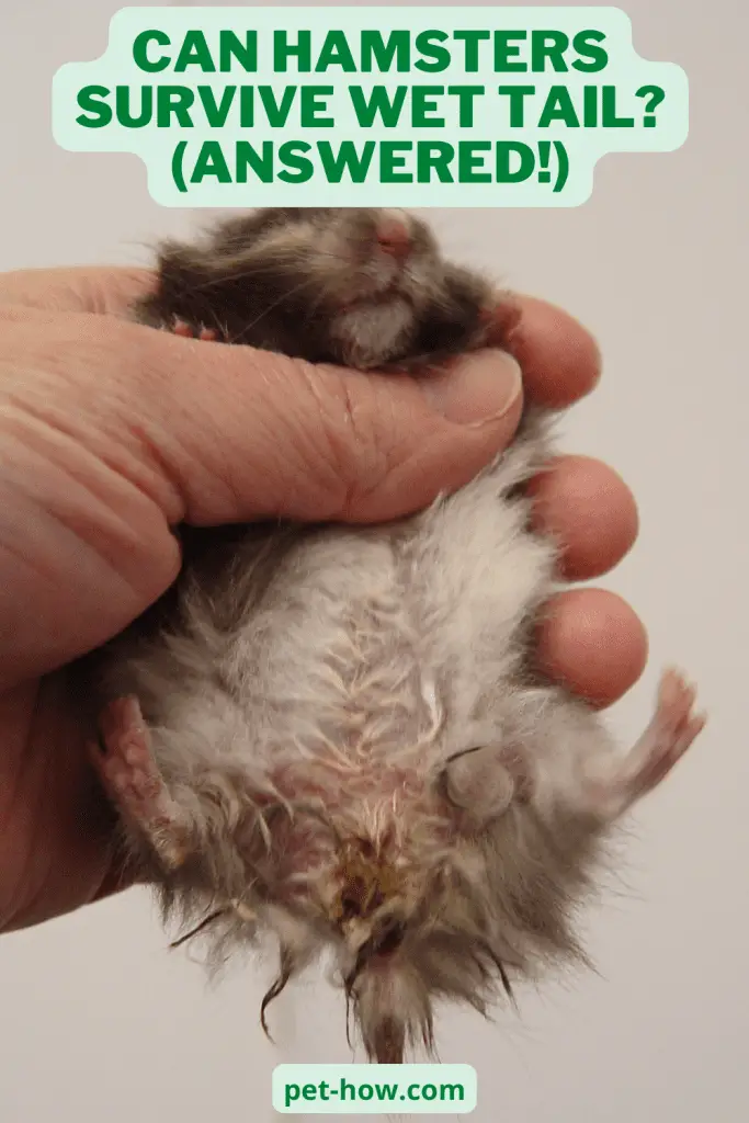 Can Hamsters Survive Wet Tail? (Answered!)