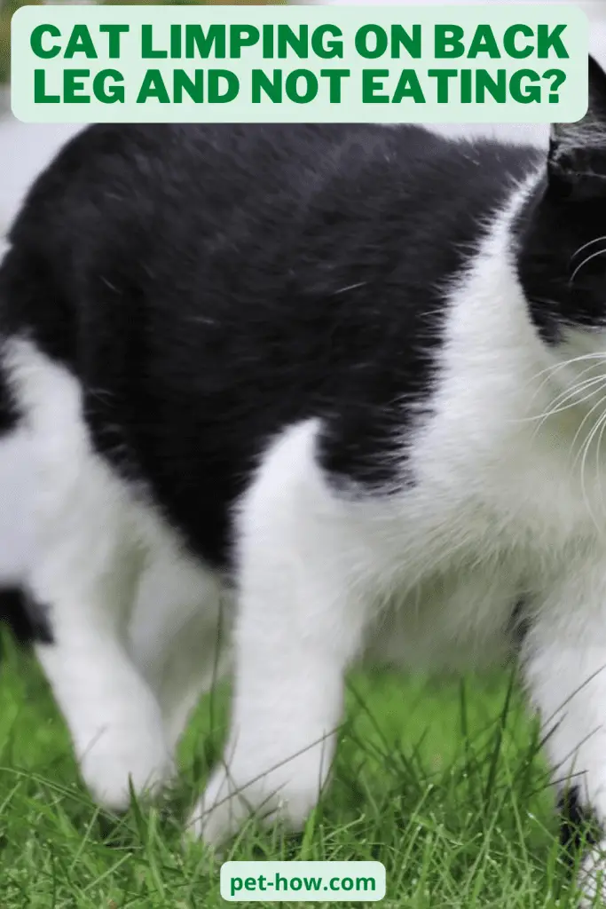 Cat Limping on Back Leg and Not Eating What to Do If Your Cat is Injured