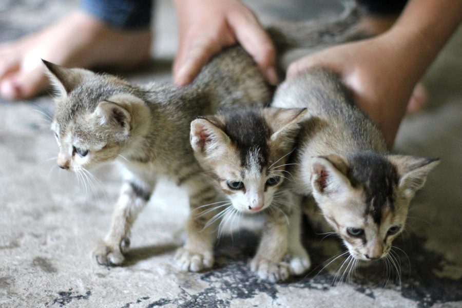 How to Treat Fleas on Kittens Under 8 Weeks of Age