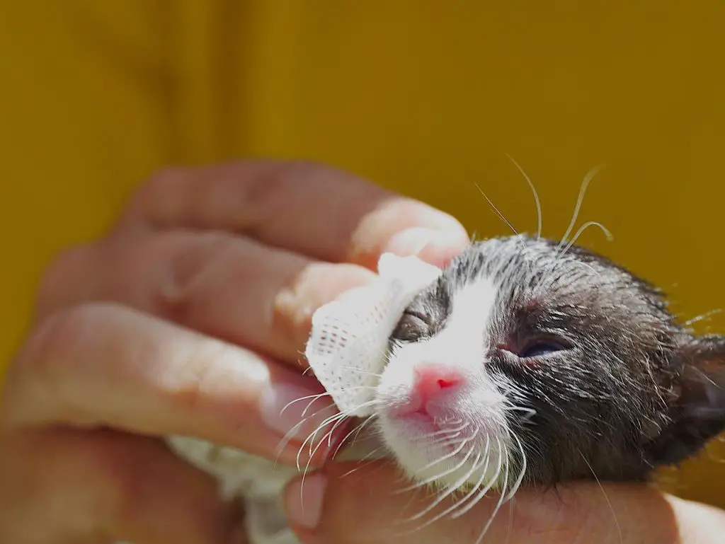 How To Treat Fleas on Kittens Under 8 Weeks of Age
