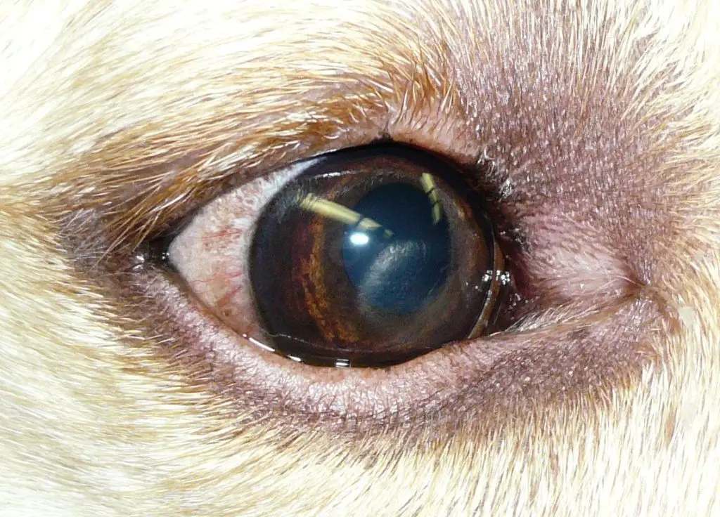 Why Does My Dog Have a Blue Ring Around Its Eye