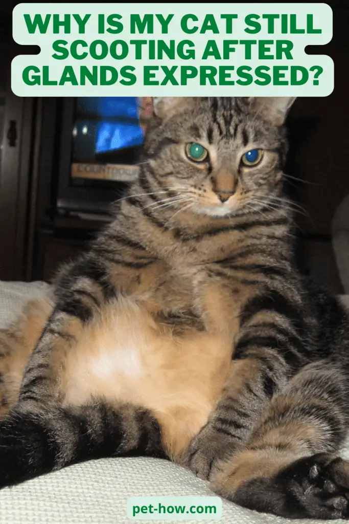 Why Is My Cat Still Scooting After Glands Expressed? (Answered!)