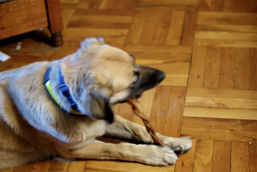 What To Do If Your Dog Ate Wood And is Throwing Up
