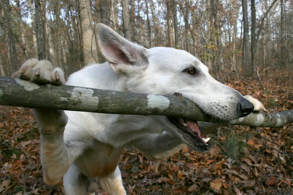 What To Do If Your Dog Ate Wood And is Throwing Up