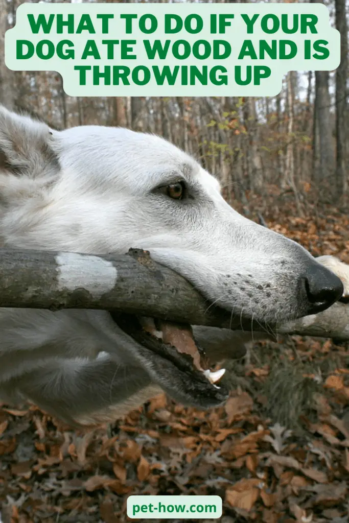 What To Do If Your Dog Ate Wood And is Throwing Up