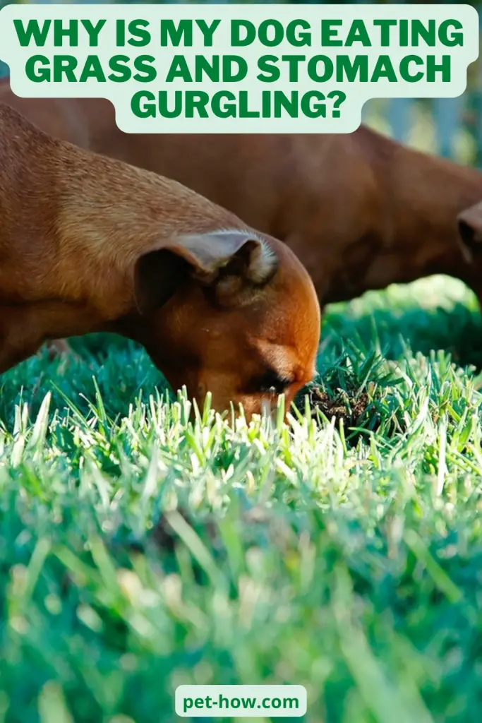 Why Is My Dog Eating Grass And Stomach Gurgling? (Solved!)
