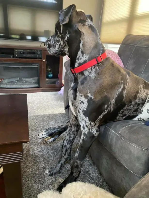 6 Reasons Why Great Danes Like To Sit On Things