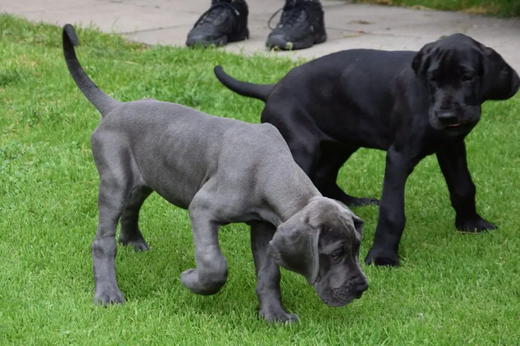 Are Great Danes Good With Other Pets