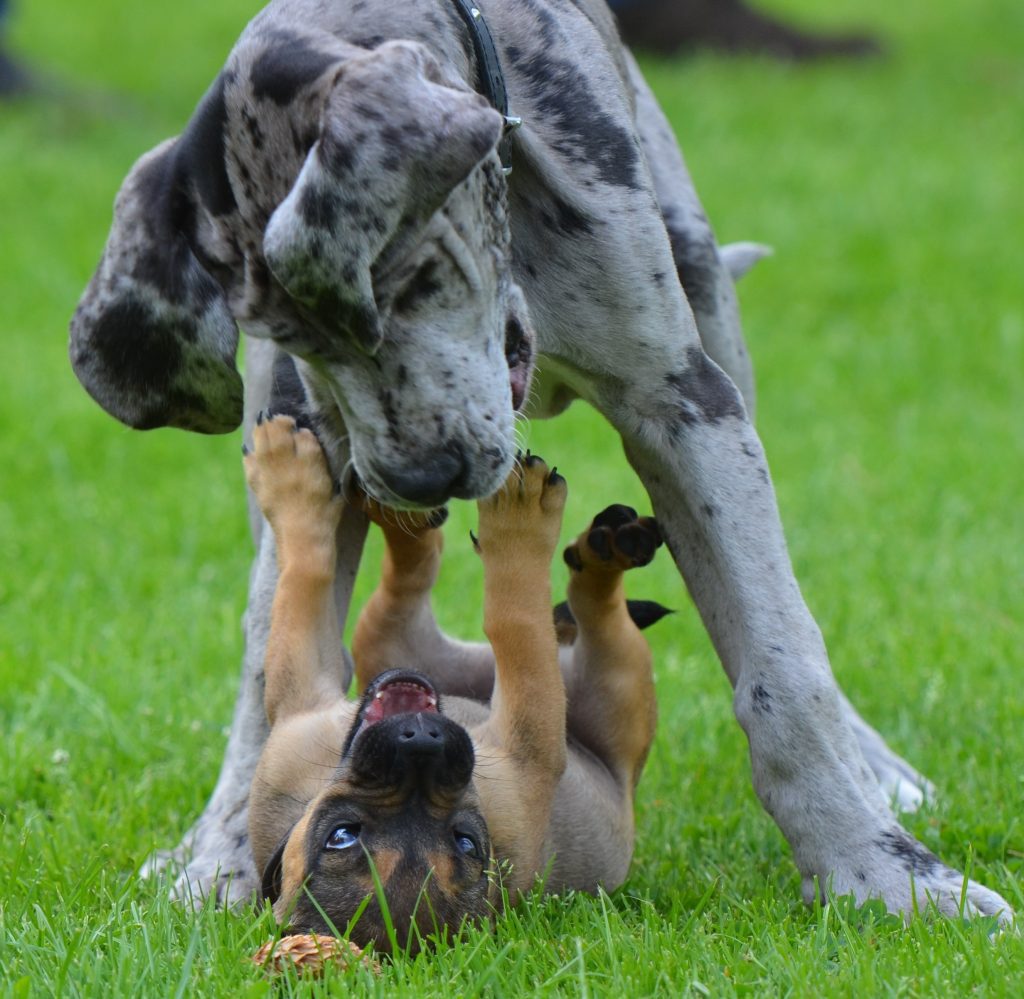 Are Great Danes Good With Other Pets
