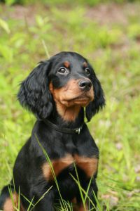 Does Gordon Setter Get Attached To One Person