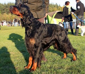 Does Gordon Setter Get Attached To One Person