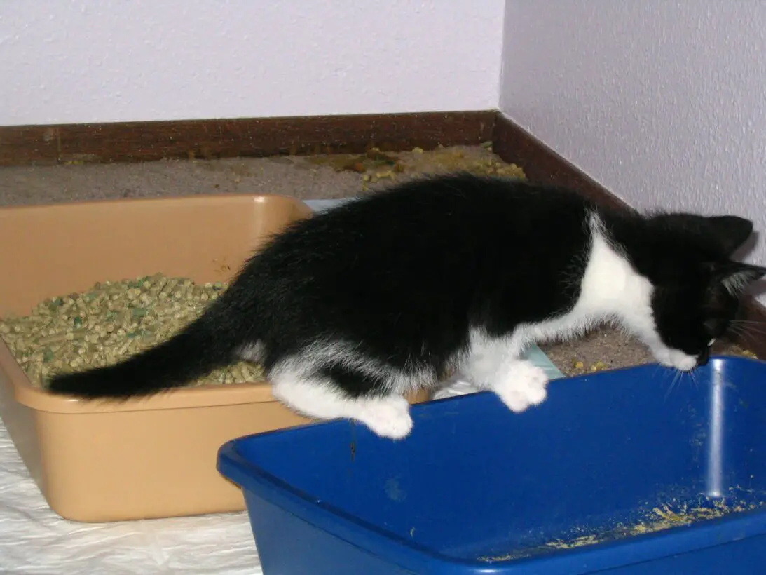 How Do I Get My 8WeekOld Kitten To Use The Litterbox?