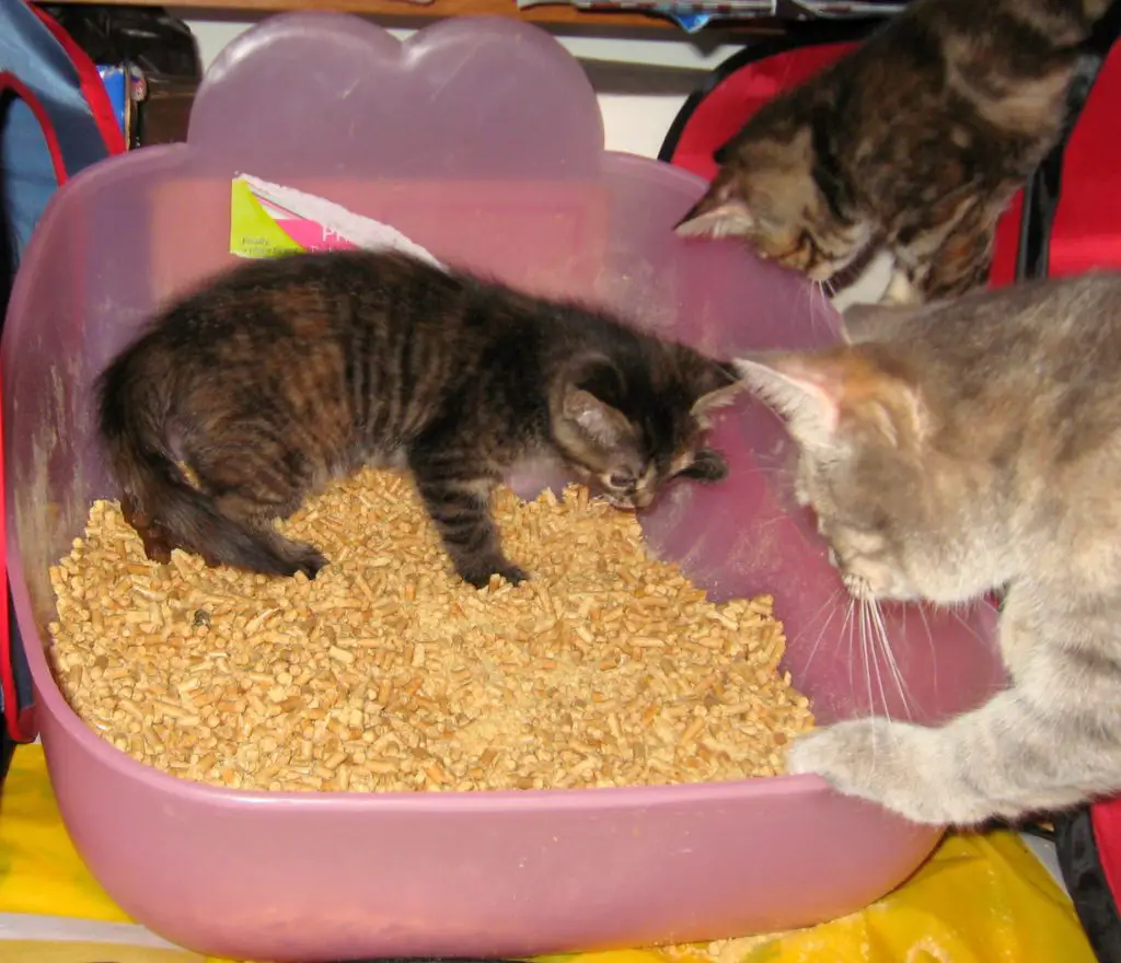 How Do I Get My 8-Week-Old Kitten To Use The Litterbox