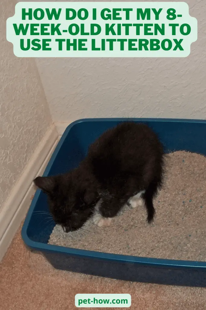 How Do I Get My 8WeekOld Kitten To Use The Litterbox? (Explained!)