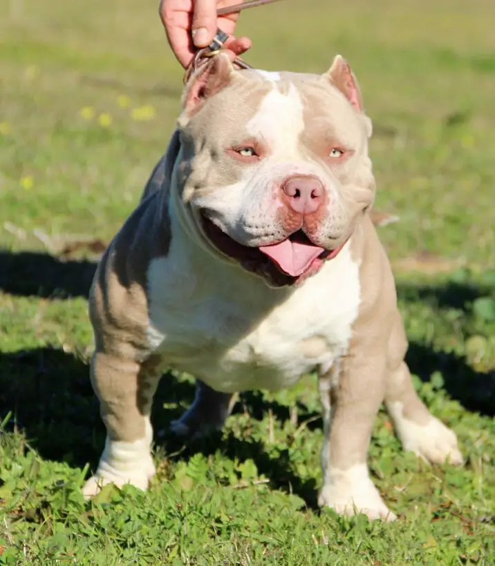How To Train An American Bully To Stop Biting