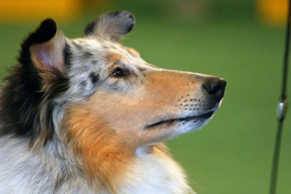 Is Rough Collie a Good Family Dog