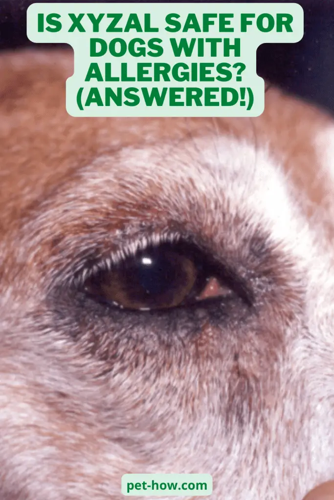 Is Xyzal Safe For Dogs With Allergies? (Answered!)