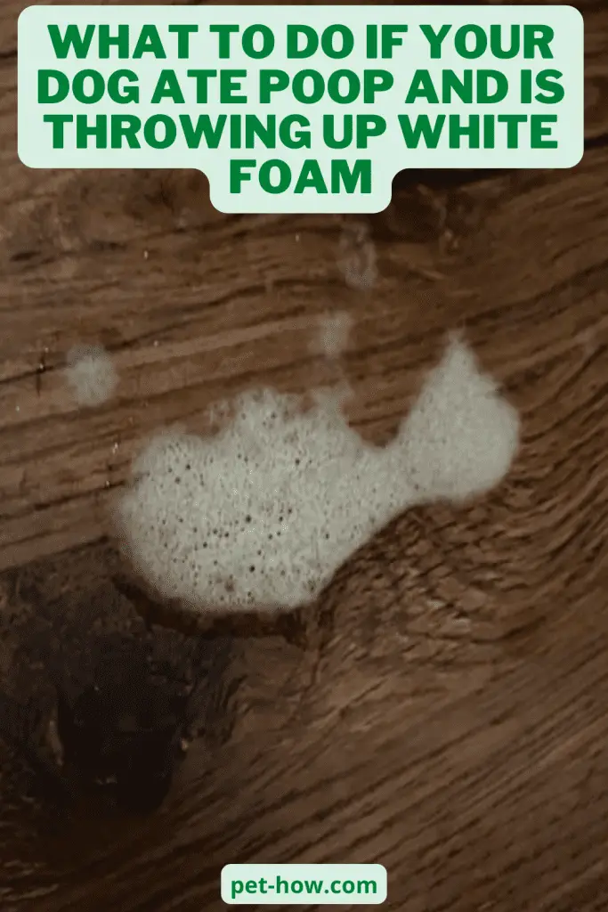 What To Do If Your Dog Ate Poop And Is Throwing Up White Foam