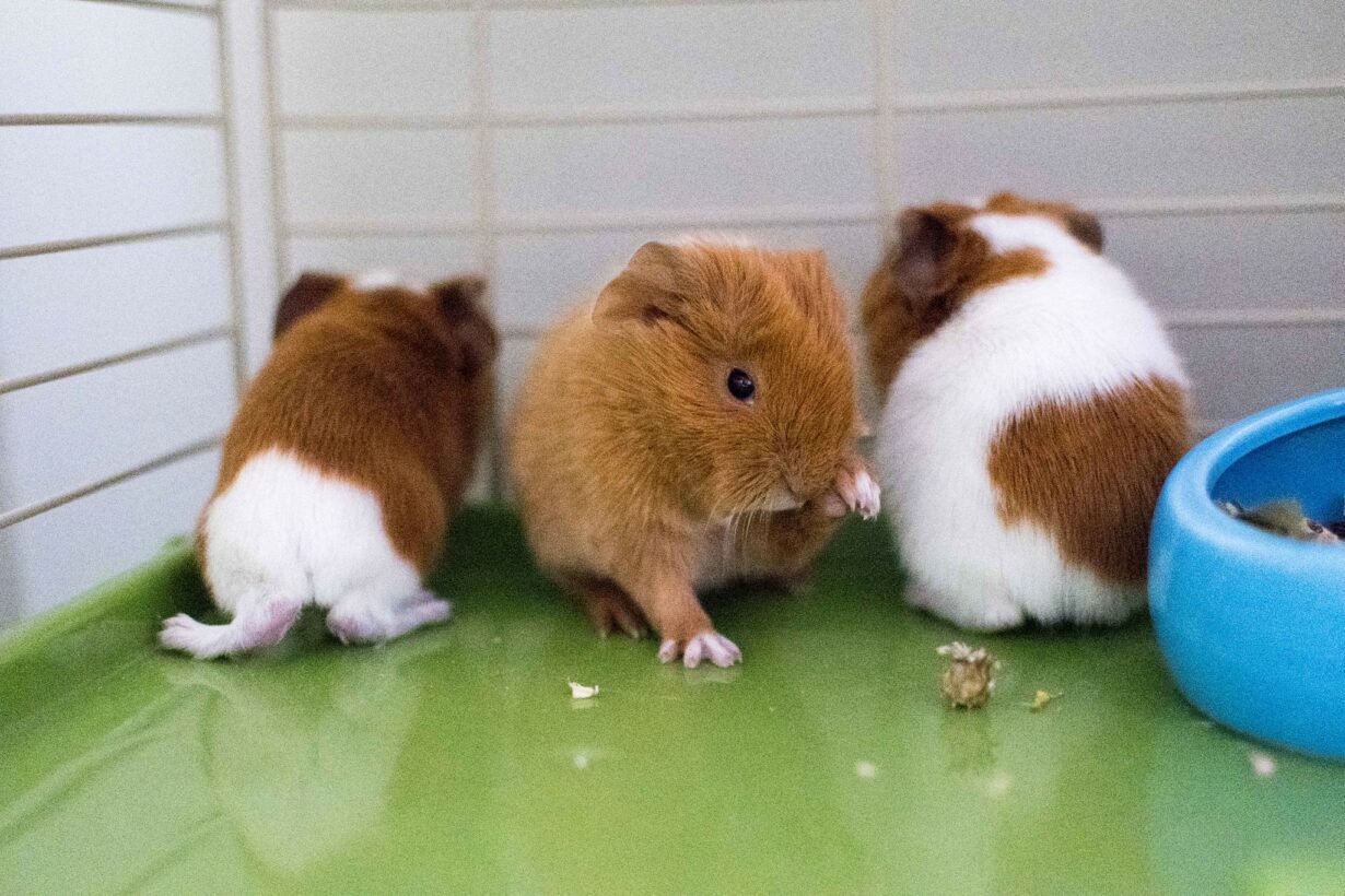 What To Do If Your Guinea Pig Stops Eating And Drinking (Answered!)
