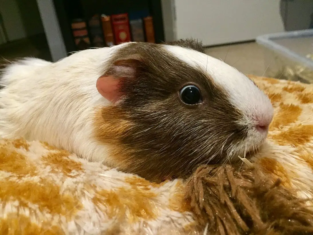 What To Do If Your Guinea Pig Stops Eating And Drinking (Answered!)