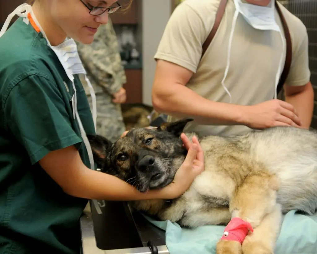 What To Expect After a Dog Enema