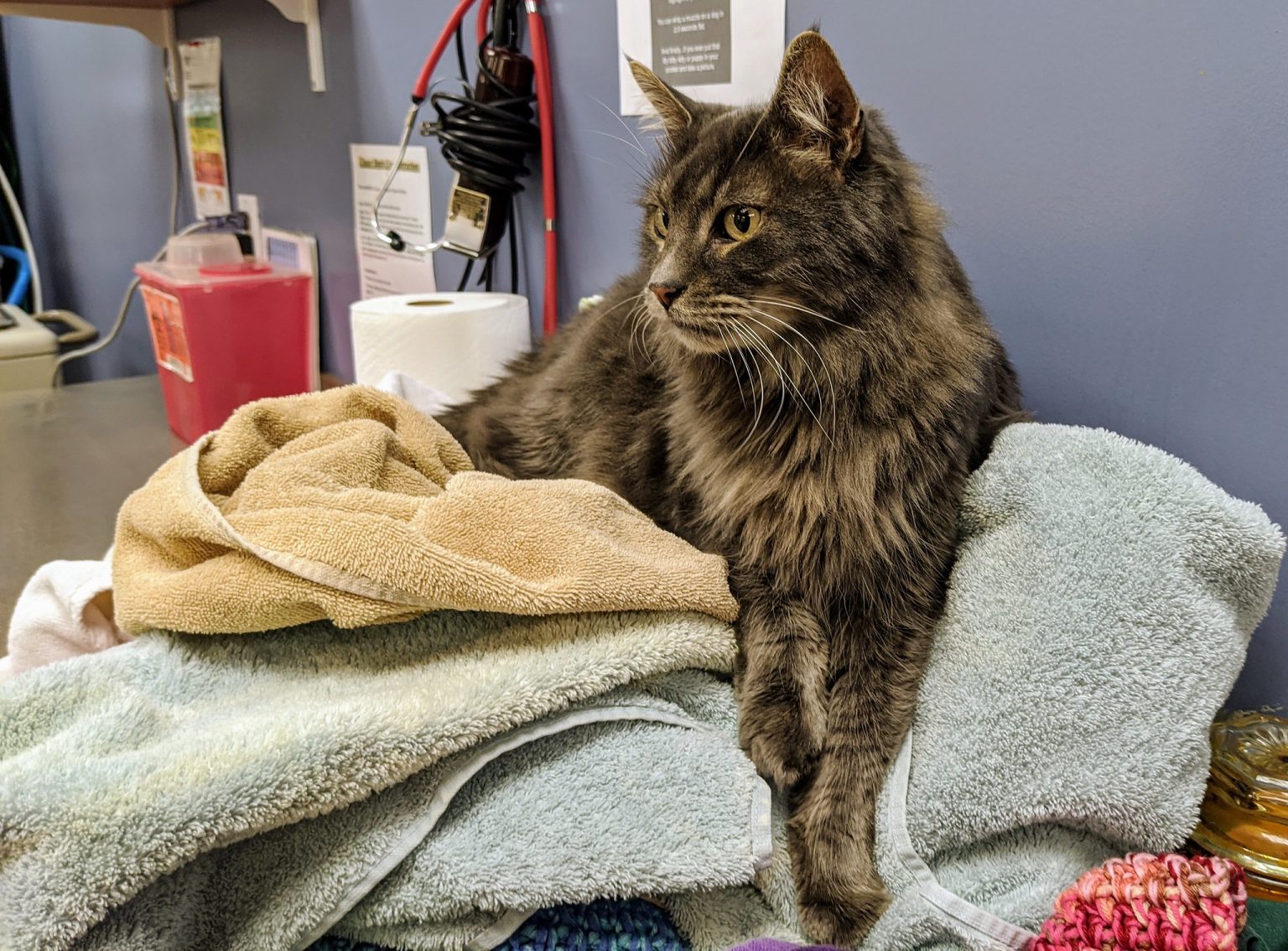 Wolf Worm in Cats Causes, Treatment, and Prevention