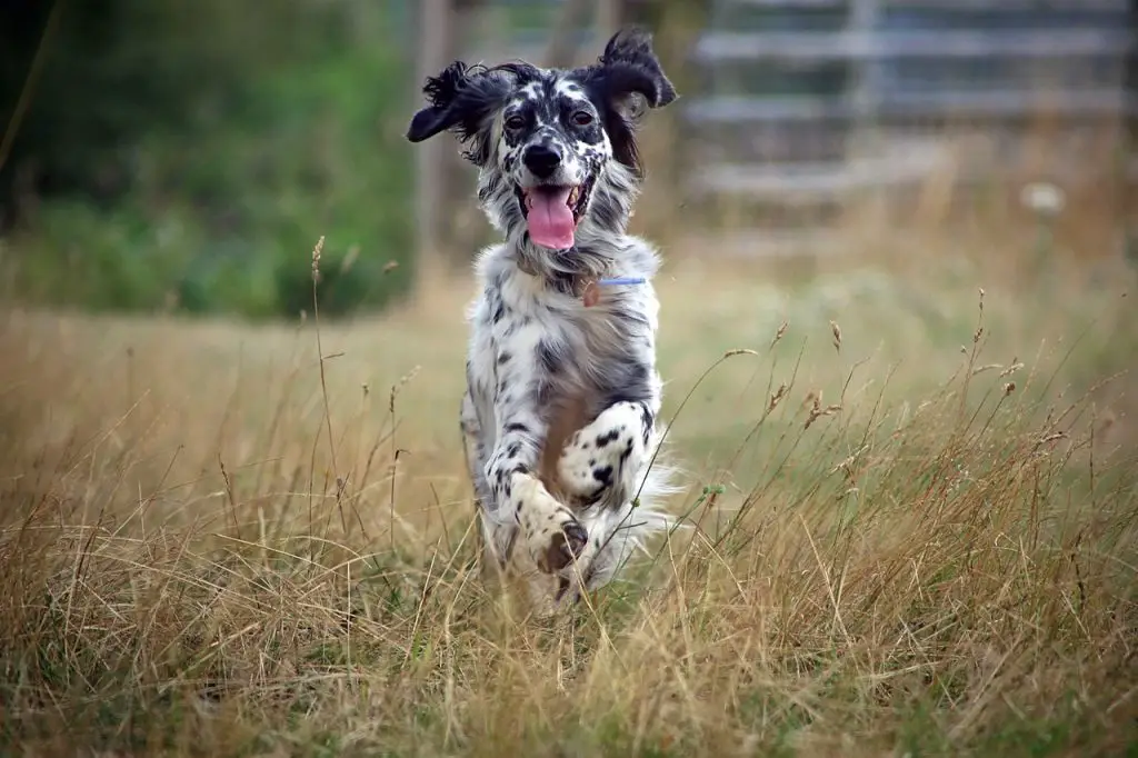 What Is Bad About English Setters