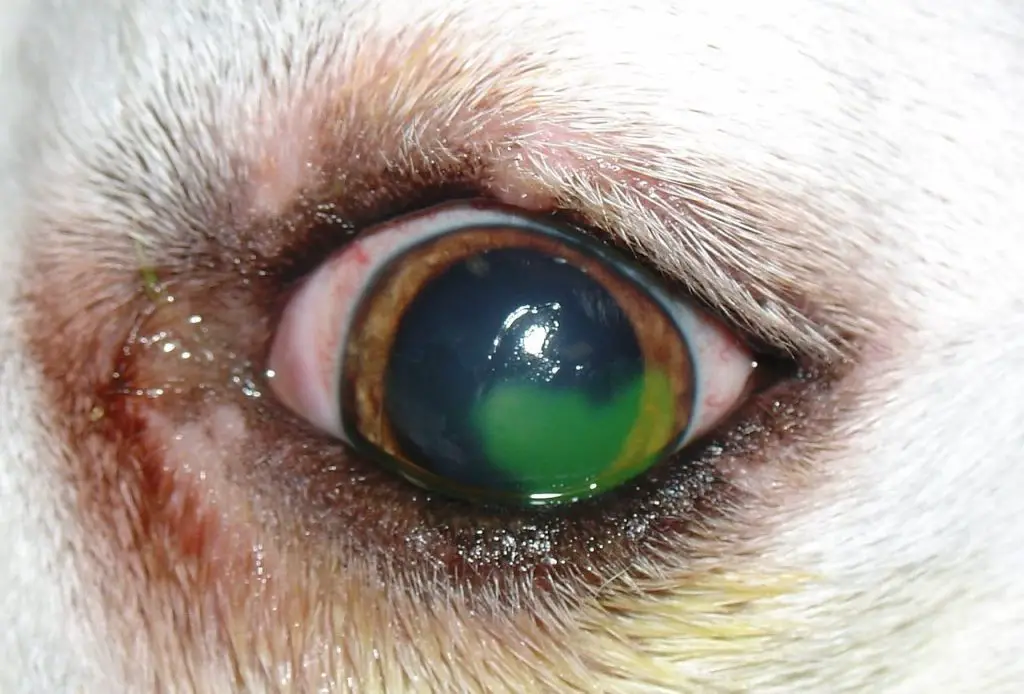 11 Signs a Dog Eye Ulcer is Heading Toward Healing