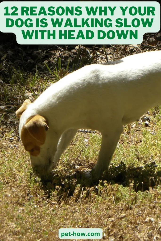 12 Reasons Why Your Dog Is Walking Slow With Head Down