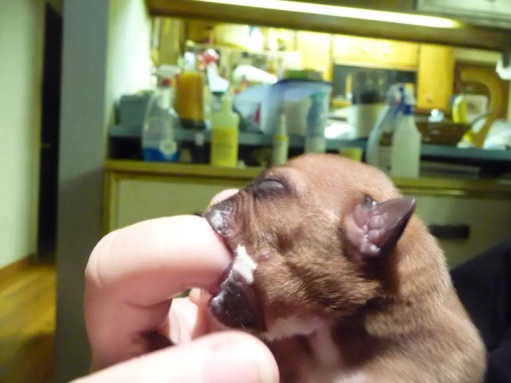 How To Care For a Newborn Litter of Puppies
