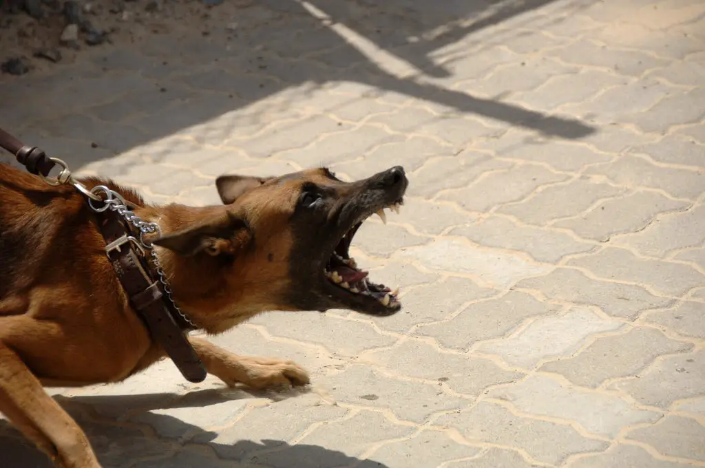 8 Strange Behaviors After Neutering Your Dog